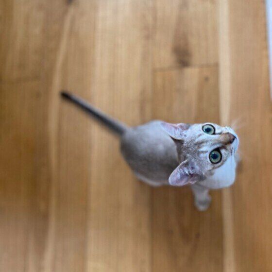 見上げるシンガプーラの女の子