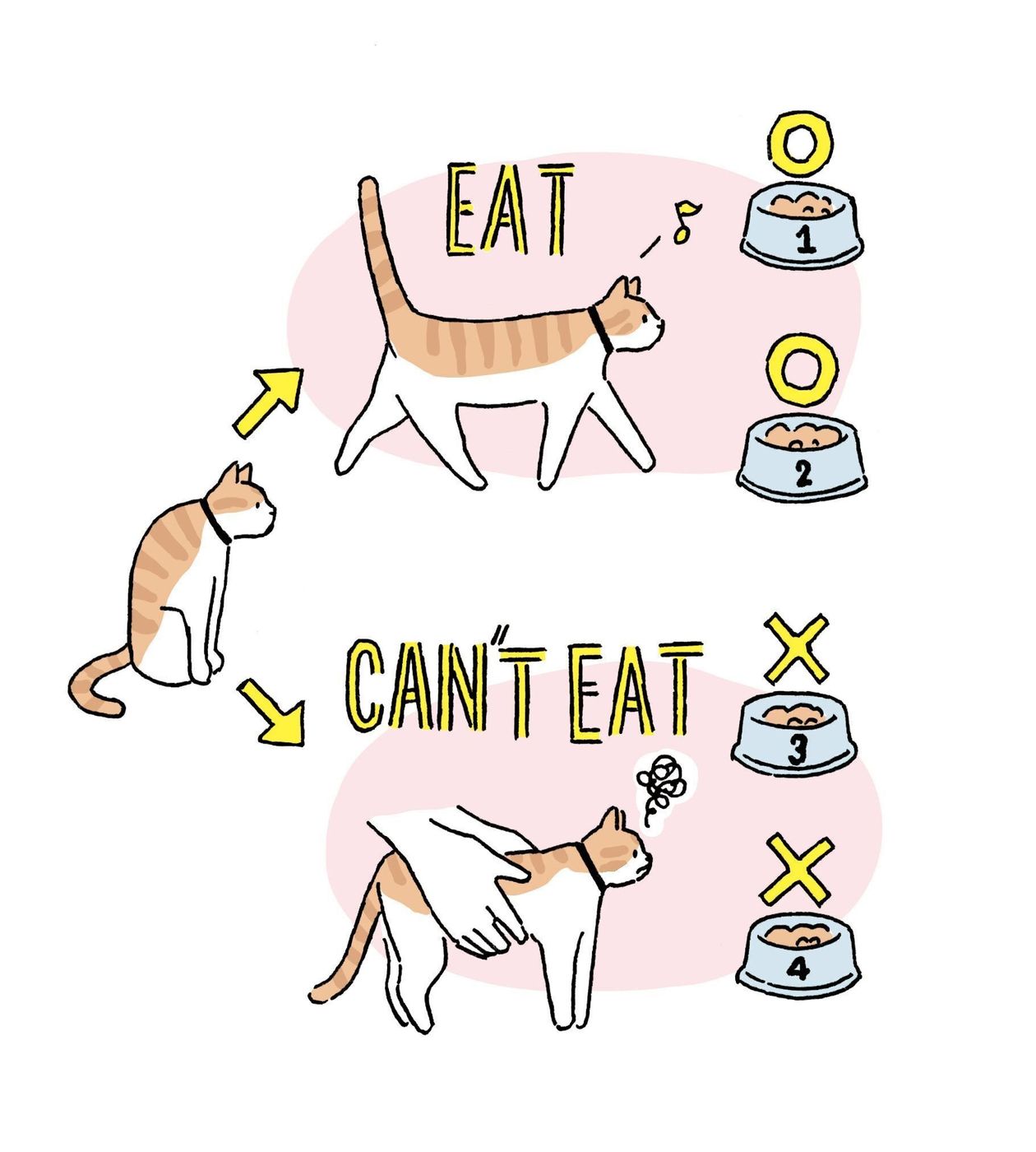 猫は過去のことを覚えていた 猫の心理学 からわかること ねこのきもちweb Magazine 猫は過去のことを覚えていた 猫の心理学 からわかること ねこのきもちweb Magazine