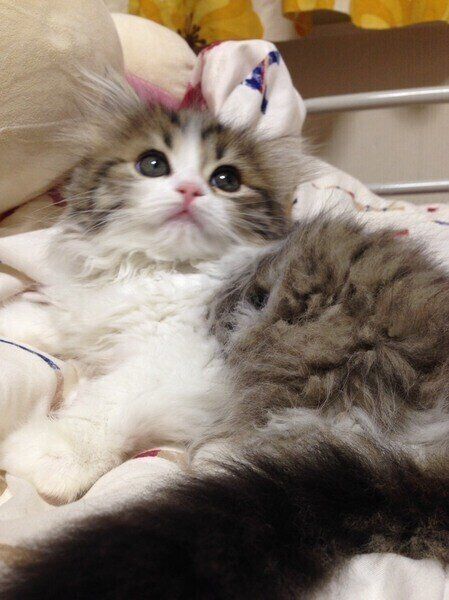 上を向くラガマフィンの子猫