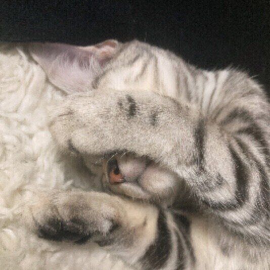 アメショのこころちゃんの目隠し