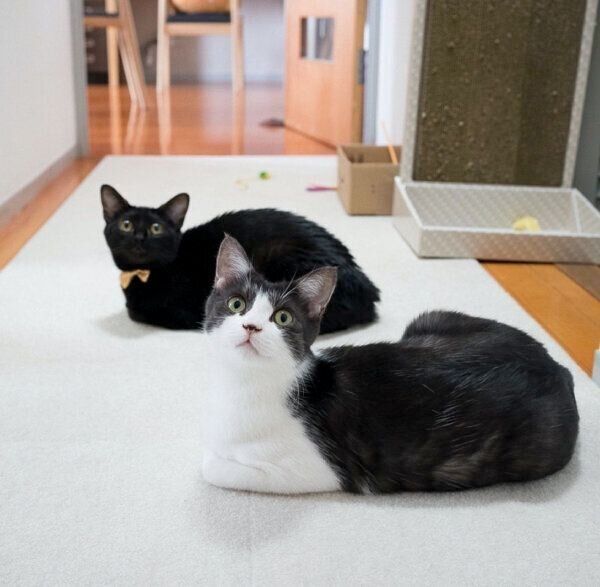 玄関でママさんを待つグランくんとココちゃん