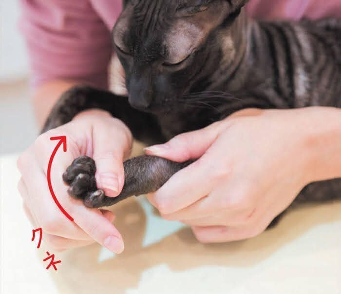 猫の足マッサージ