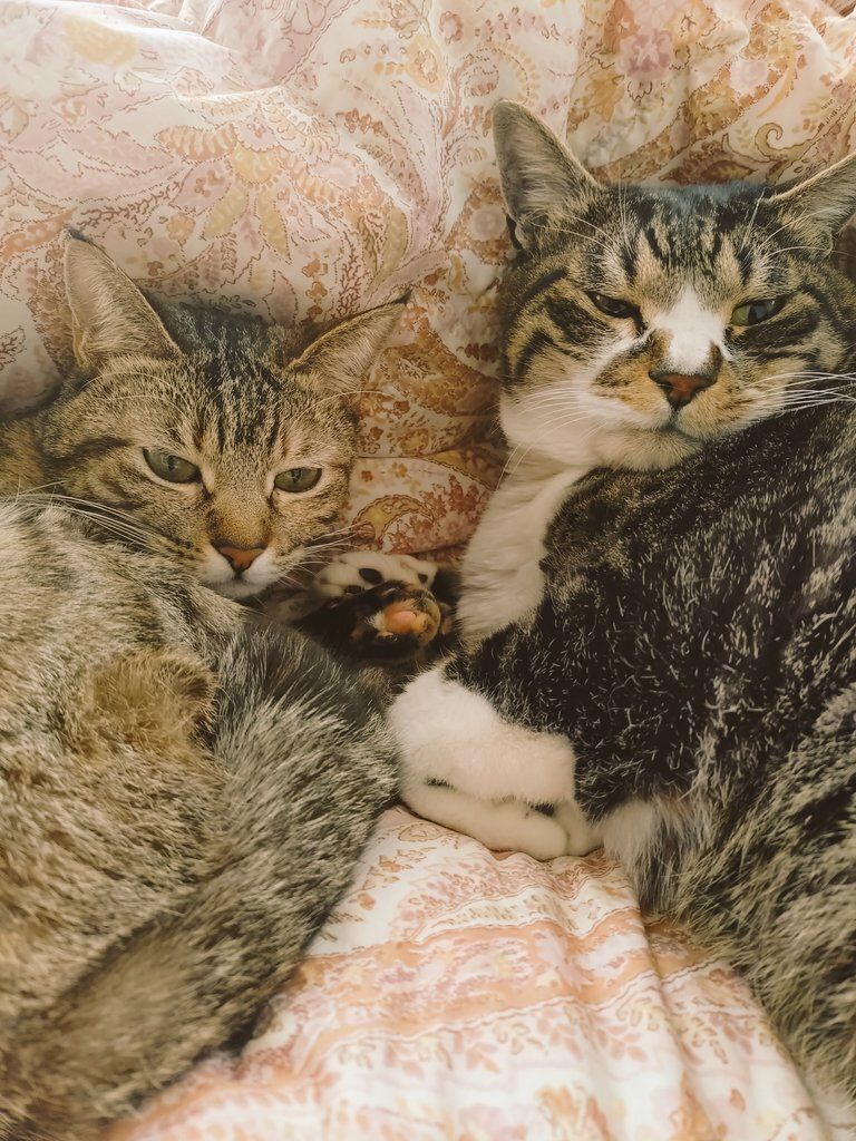 こちらを向く2匹の猫
