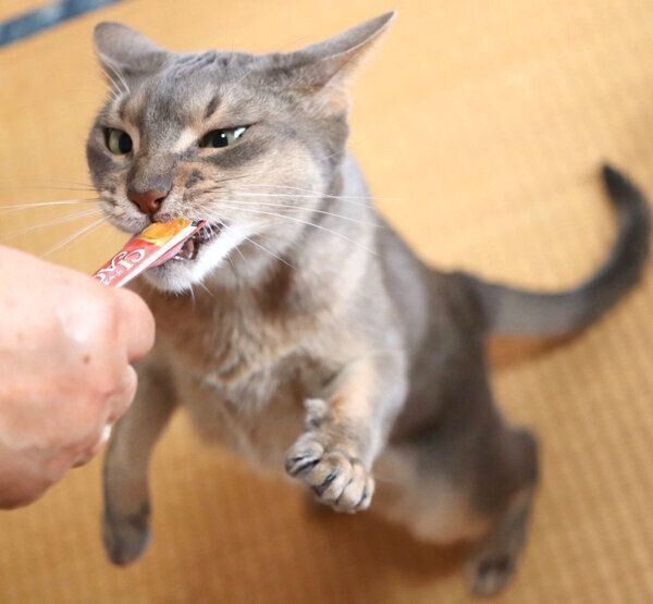 おやつを食べるスルメさん