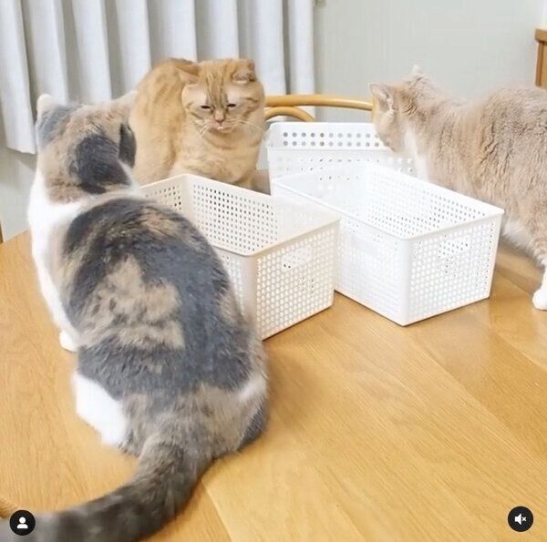 ララちゃんに怒られるココちゃん