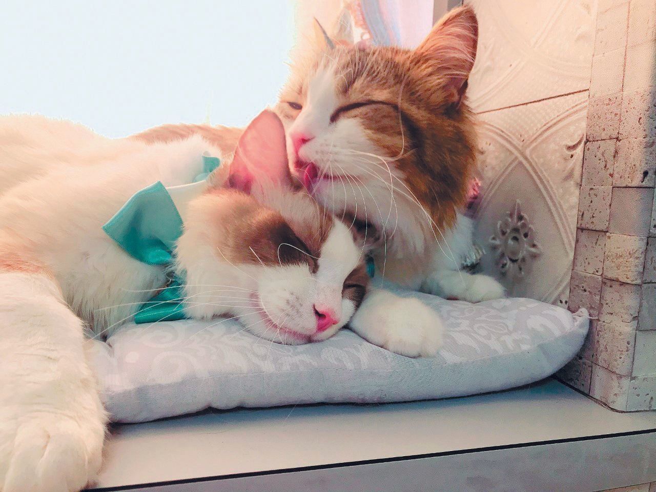 画像／ねこのきもち2019年11月号「保護猫ストーリー」