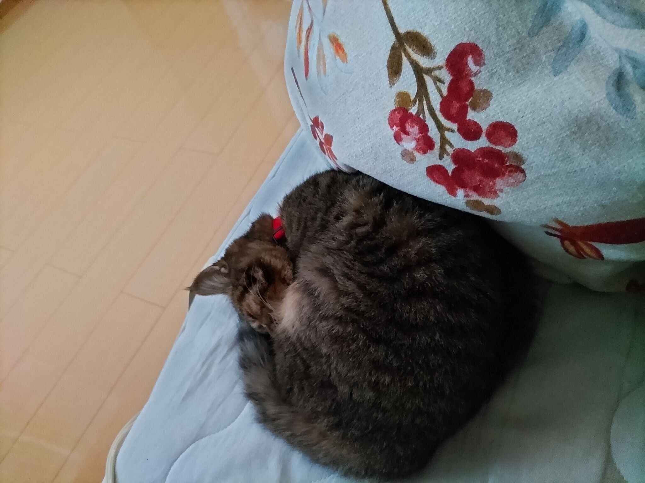 飼い主のそばで眠る猫