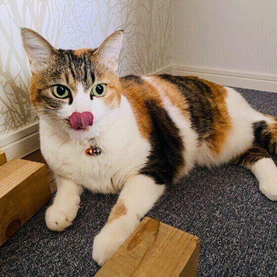 MIXミケのかりんちゃん