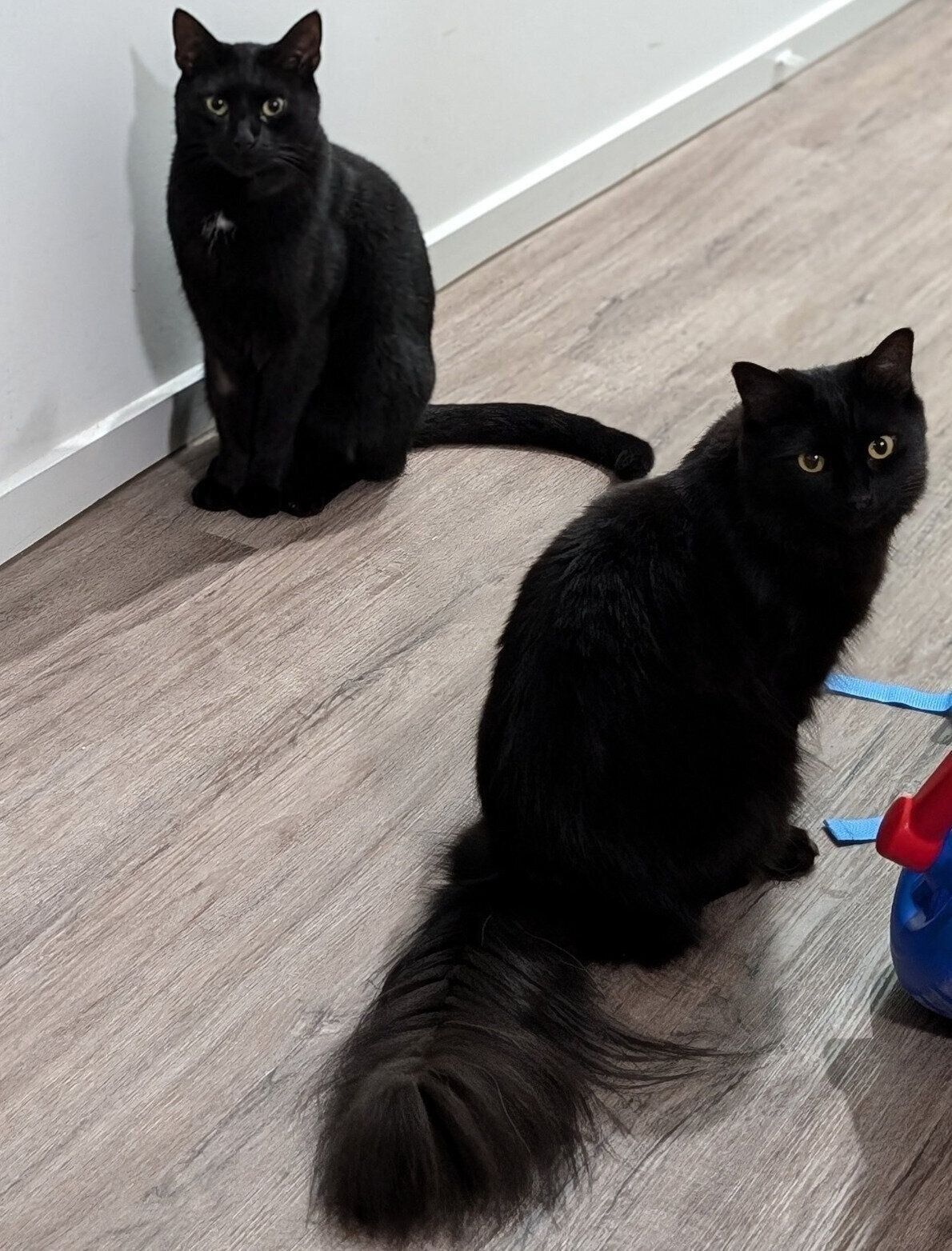 モアちゃんとベアちゃん