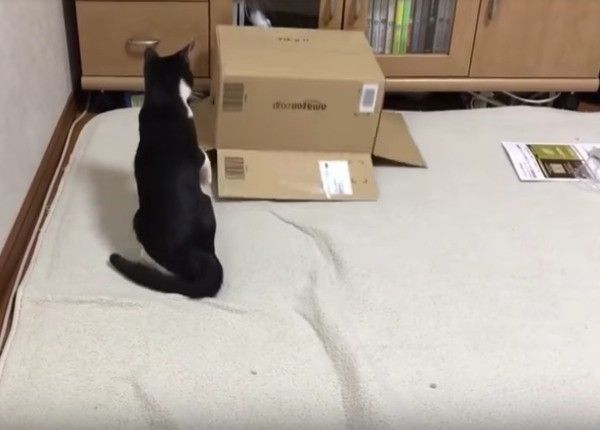 ヤドカリにゃんこ