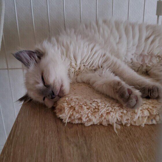 ロシアンブルーのブルーちゃん