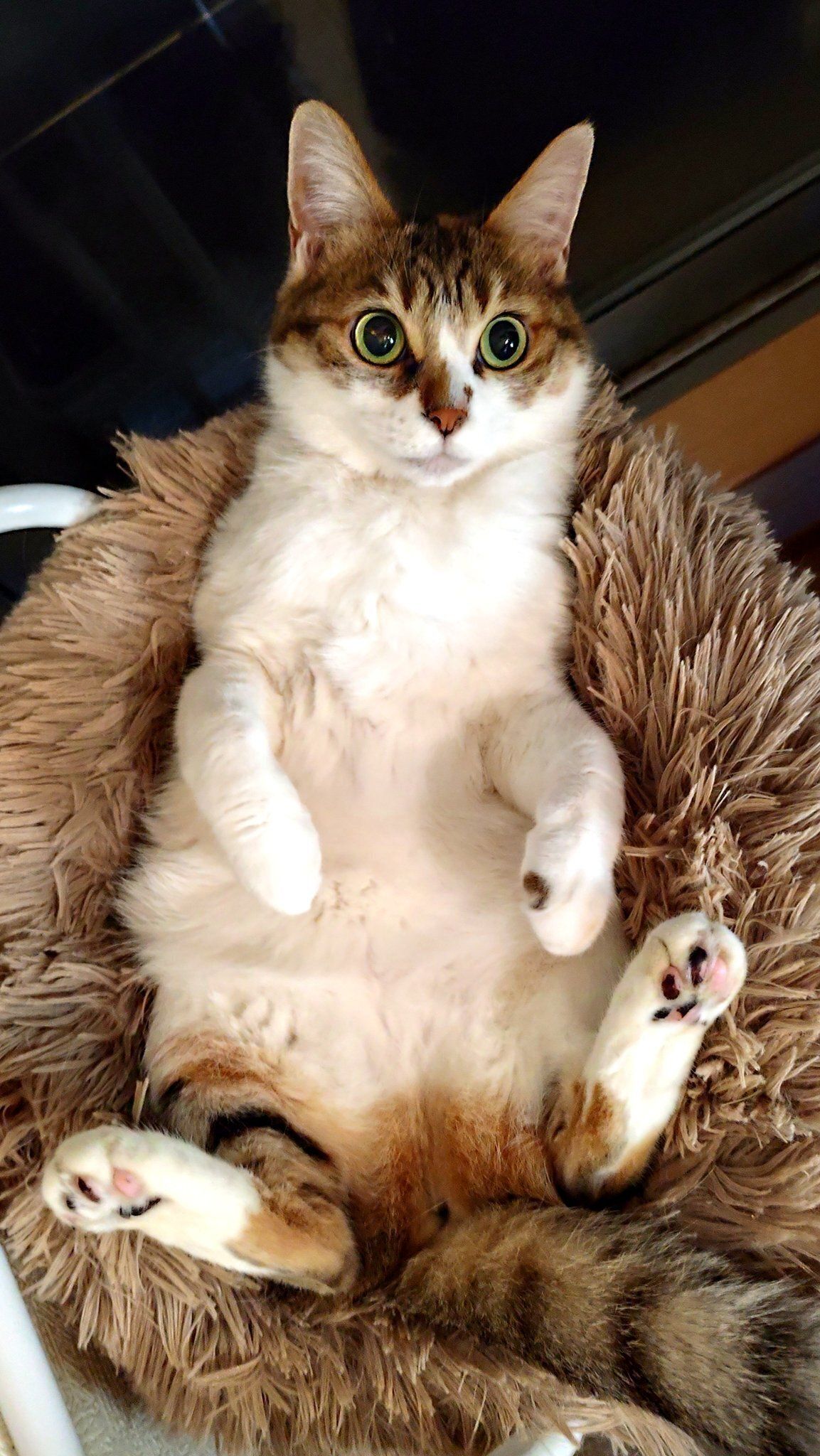 仰向けでくつろぐ猫