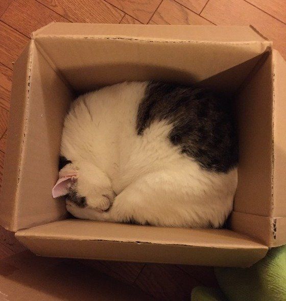 段ボール箱の中で丸くなって寝る猫