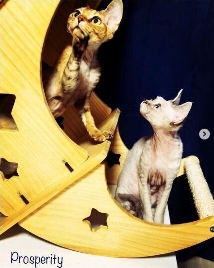 お月様型ベッドに入る猫たち