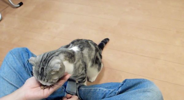 スゴ技を披露する猫