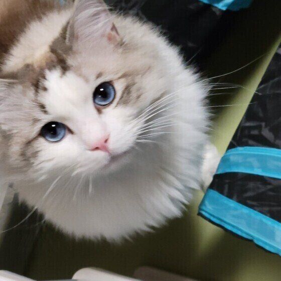 飼い主さんのそばにいるラグドール