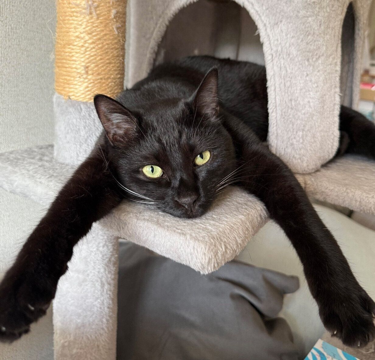 だらけるもんがくん