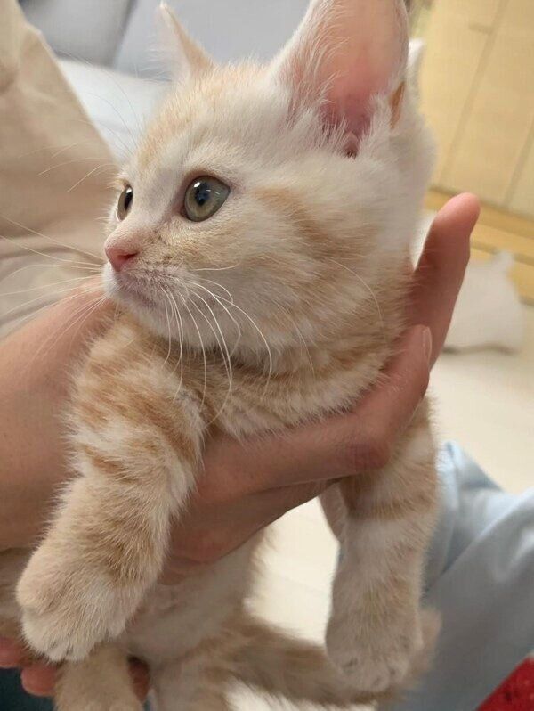 飼い主さんの手に収まるきなこくん