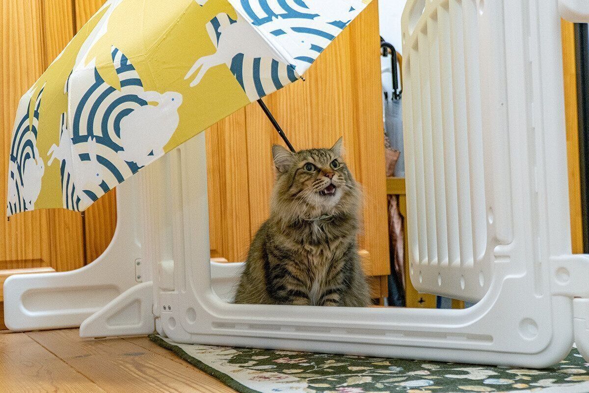 少し開けた口がかわいらしいつむぎちゃん