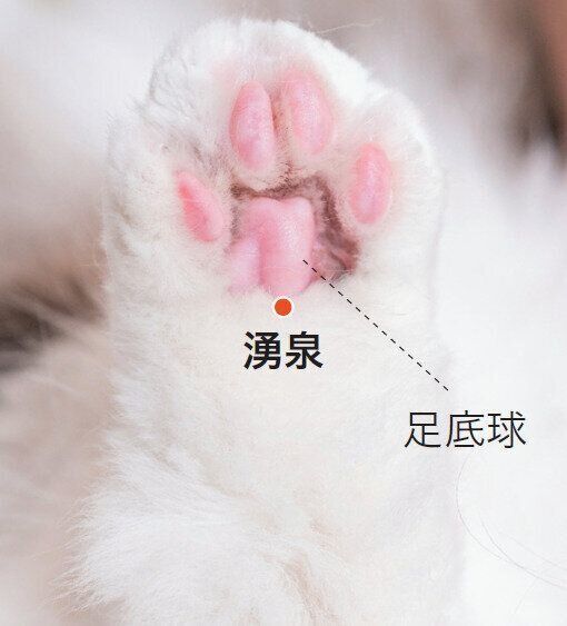 猫の湧泉の位置
