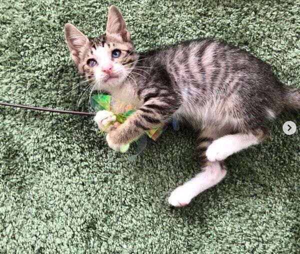 遊ぶチビちゃん