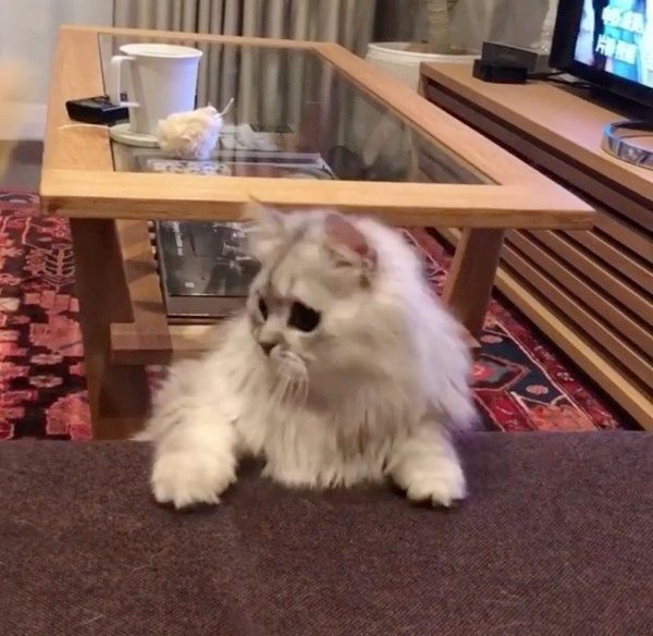 遊ぶスコティッシュフォールド