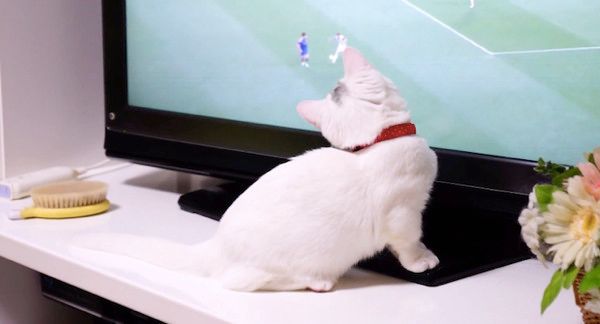テレビを観る猫
