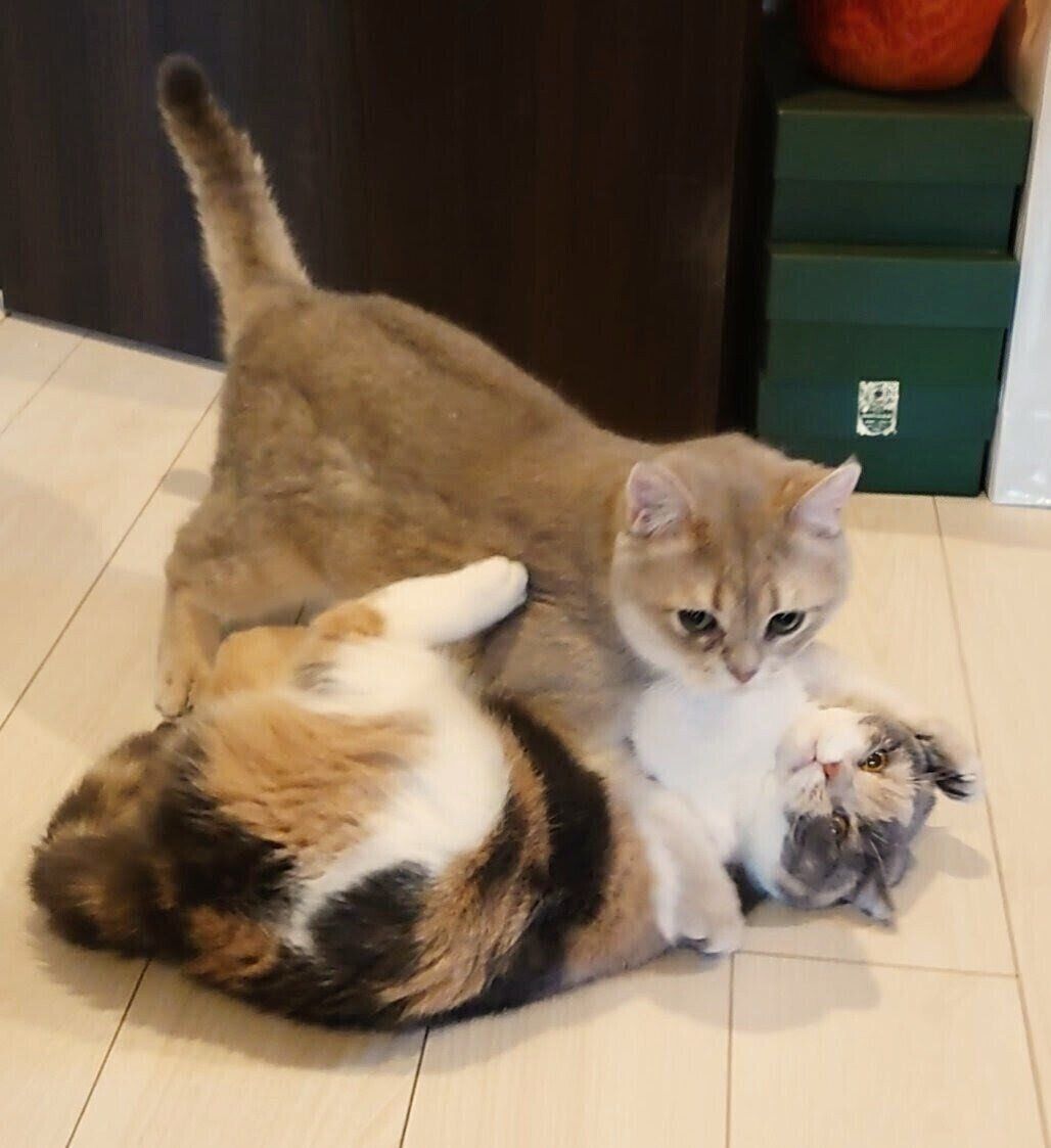 “ニャンプロ”する2匹