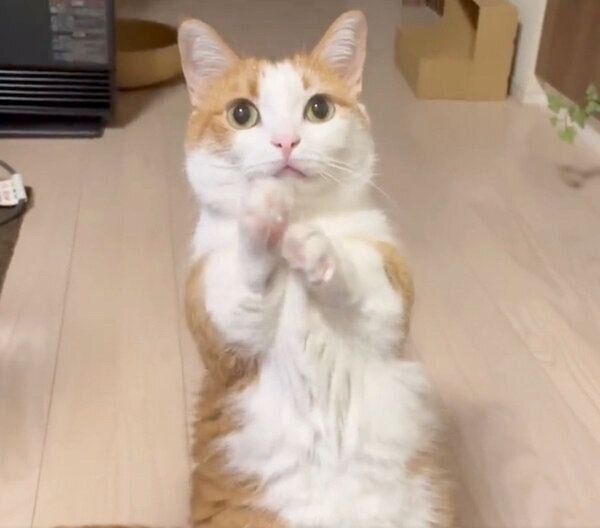 おねだりポーズをする虎丸くん