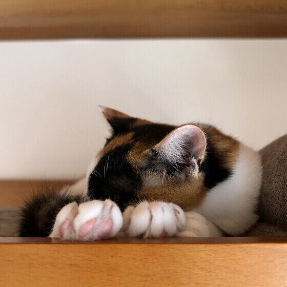 MIX　ミケ　ミッケ  