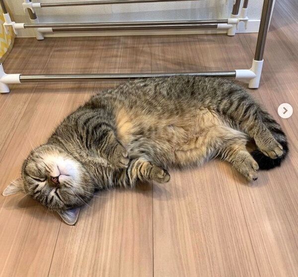 くつろぐまるくん