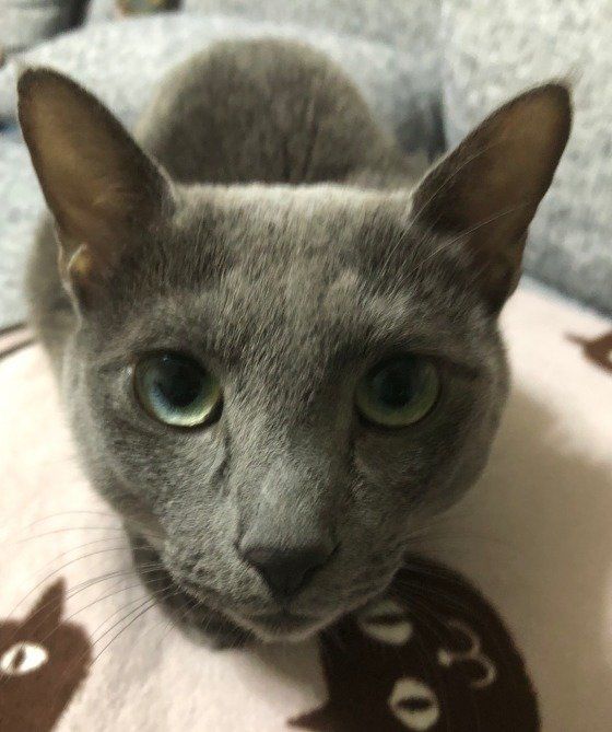 ロシアンブルー