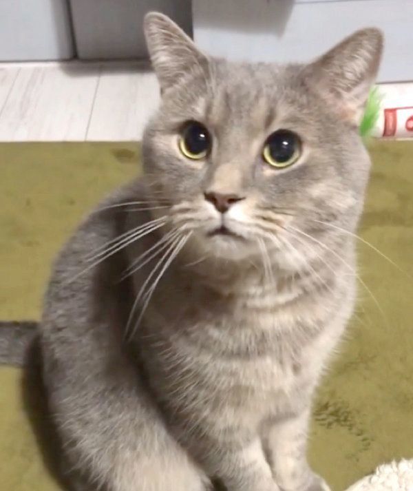 甘えるあぽろくん