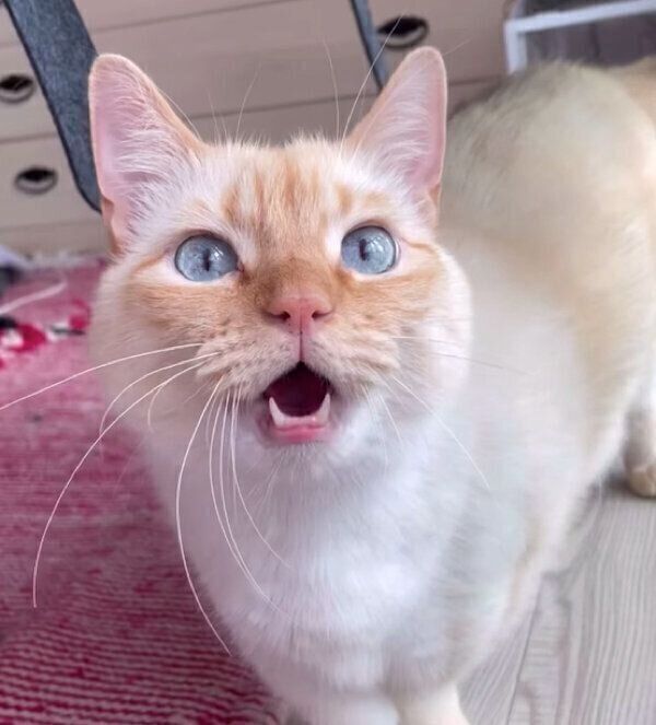 「鳥さん！」と鳴くてとちゃん