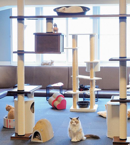 東京　新宿　猫カフェ　きゃりこ