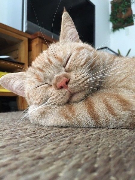 気持ちよさそうにお昼寝しているアメリカンショートヘア