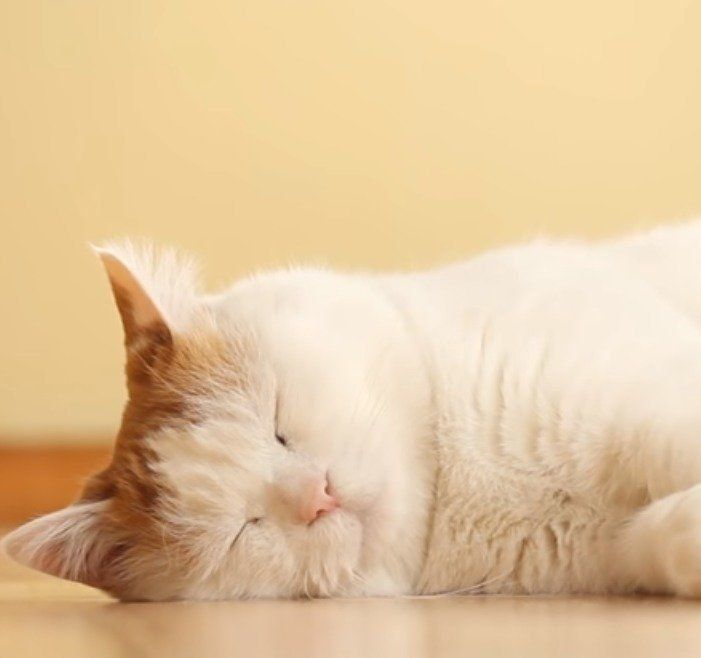 眠っているしろちゃん