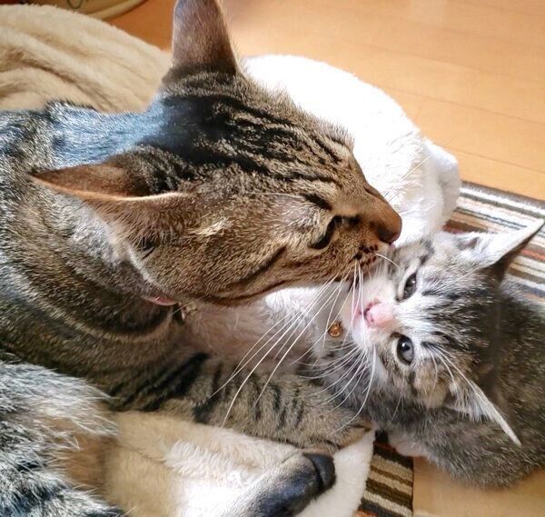 寄り添うノアちゃんとマックちゃん