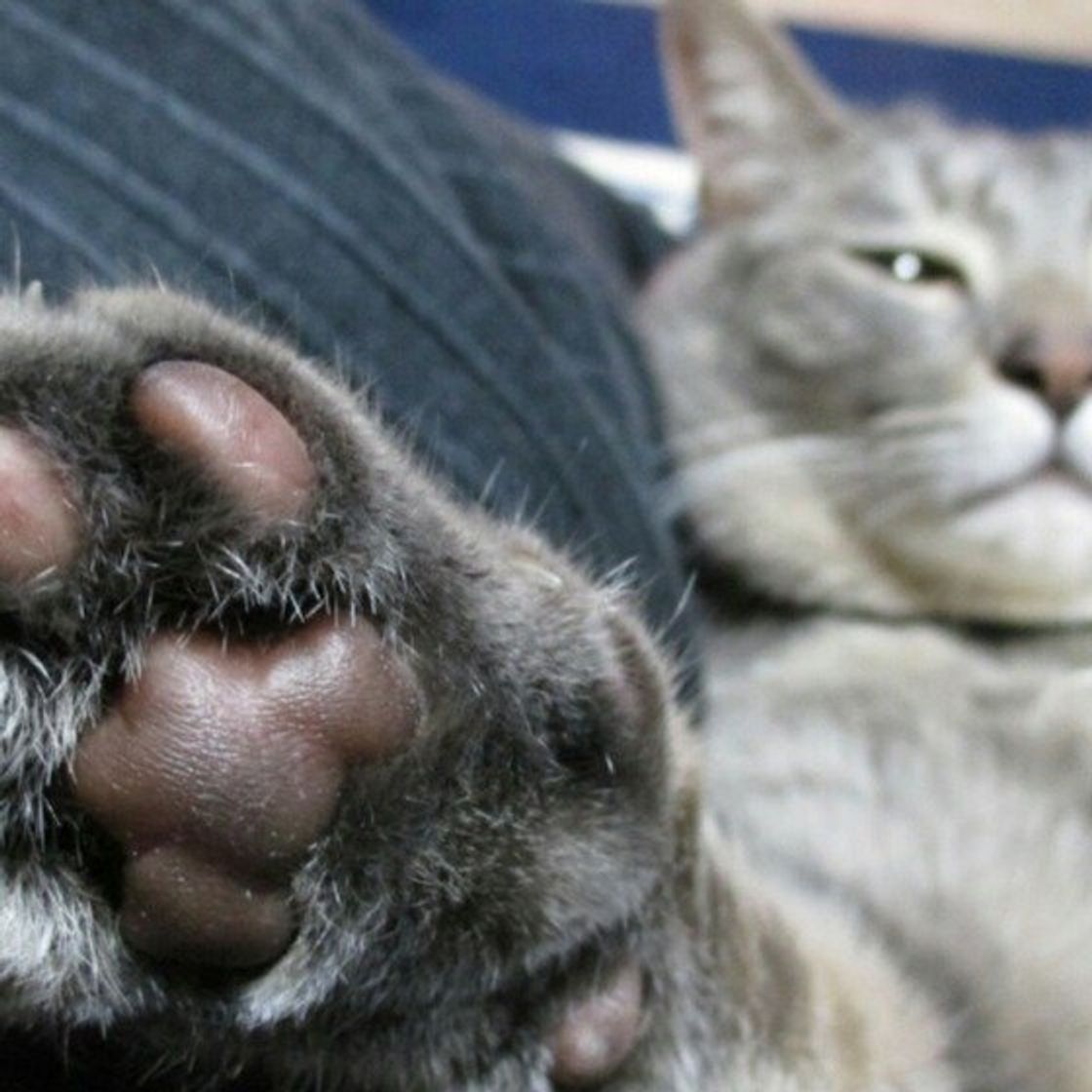 肉球はピンクって思ってませんか 猫の肉球と毛柄の関係 ねこのきもちweb Magazine 肉球はピンクって思ってませんか 猫の肉球と毛柄の関係 ねこのきもちweb Magazine