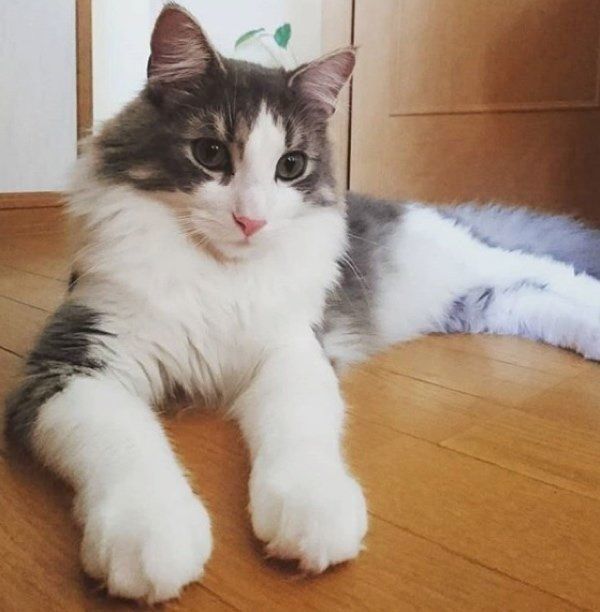 見つめるノルウェージャンフォレストキャット