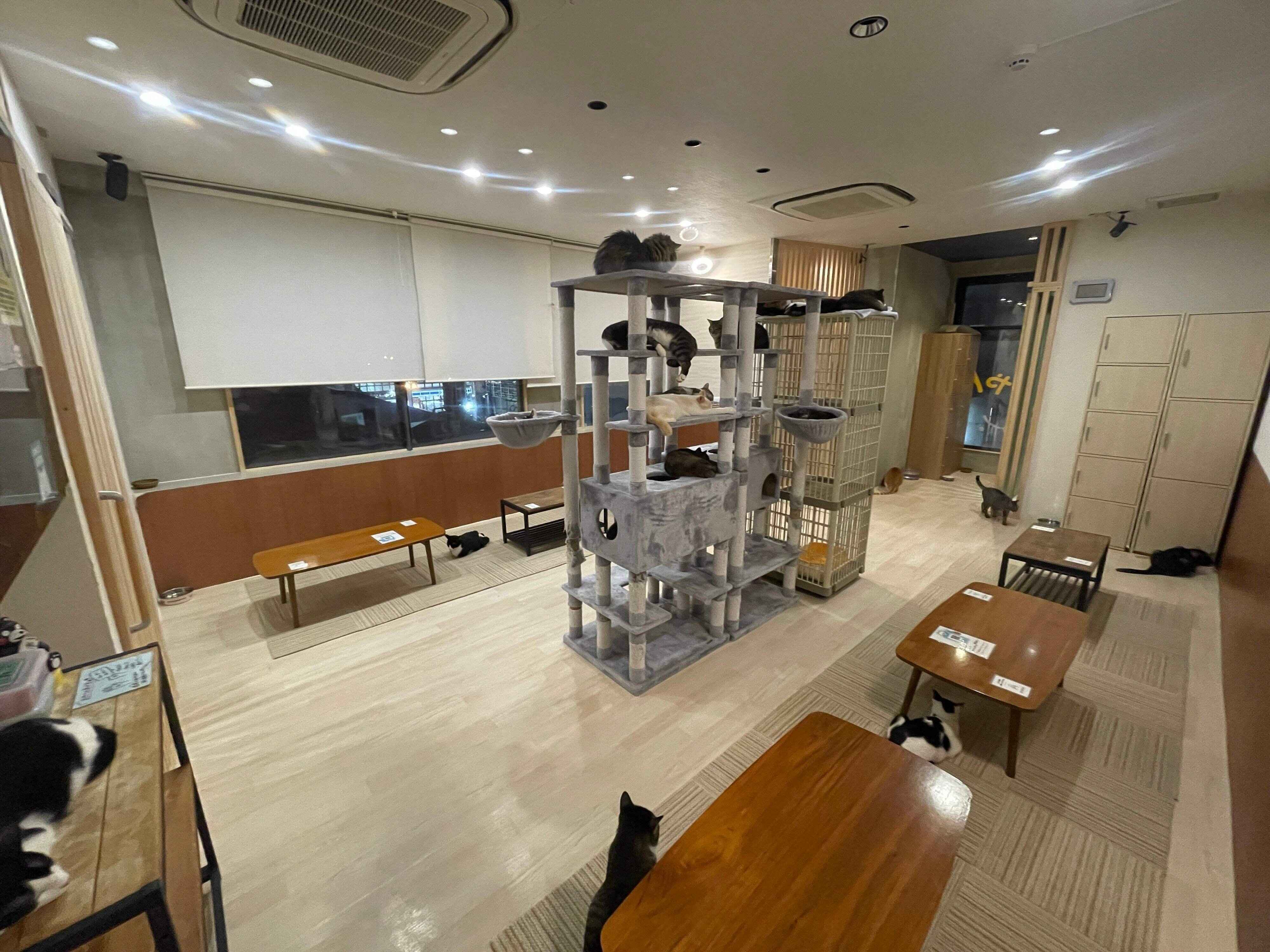 保護猫たちの憩いの場