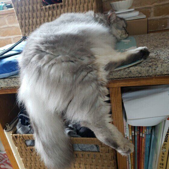 寝転がるさくらくん（サイベリアン）