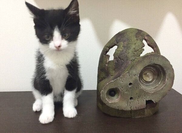 見つめるむーくん