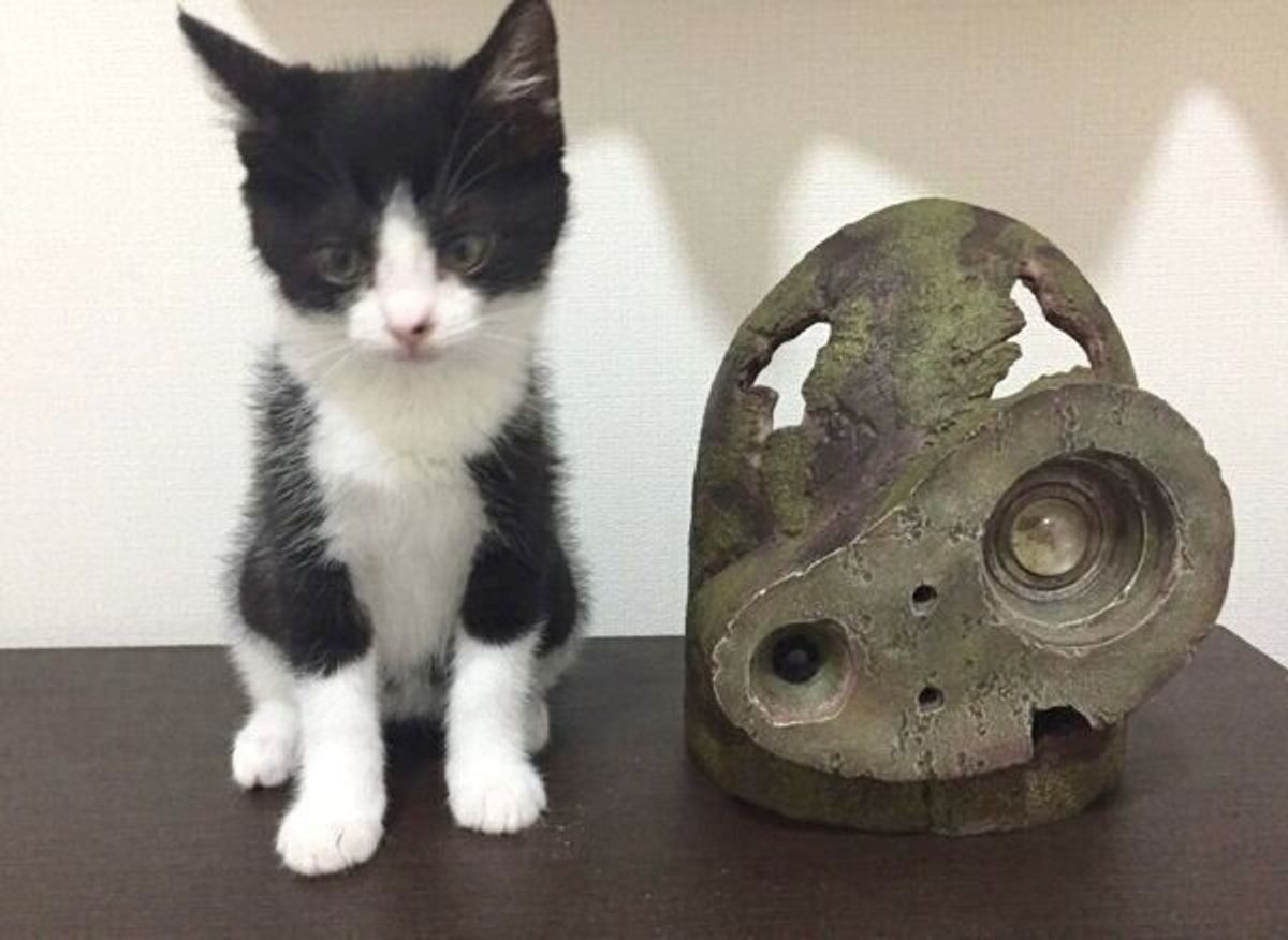 ピタゴラスイッチみたい ジャストフィットする子猫に爆笑の声 ねこのきもちweb Magazine ピタゴラスイッチみたい ジャストフィットする子猫に爆笑の声 ねこのきもちweb Magazine