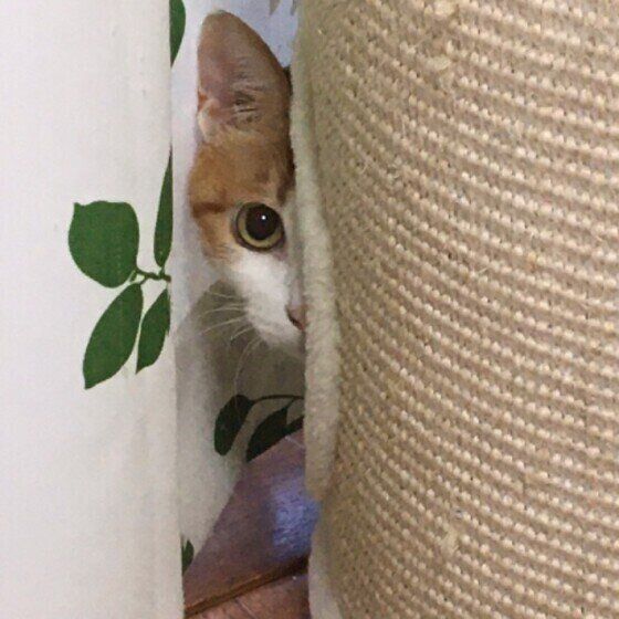 片目で覗くルークくん