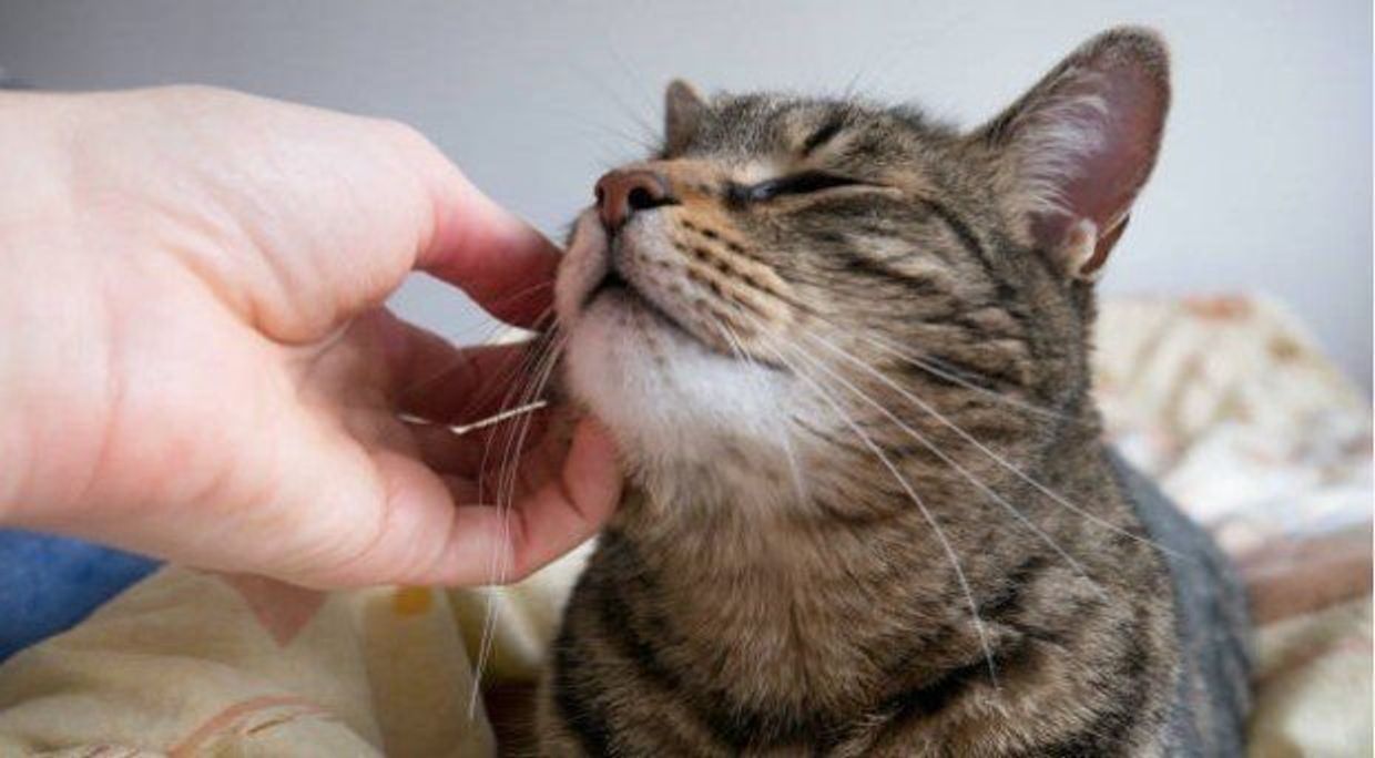 愛猫とのお別れを意識したとき 飼い主さんが考えておきたいこと7つ ねこのきもちweb Magazine 愛猫とのお別れを意識したとき 飼い主さんが考えておきたいこと7つ ねこのきもちweb Magazine