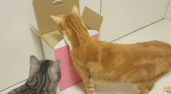 箱が気になる猫