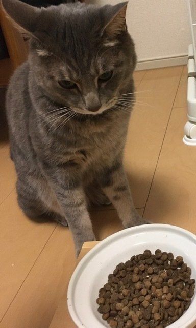 画像／2020年4月号「ねこの病気、そこが知りたい」