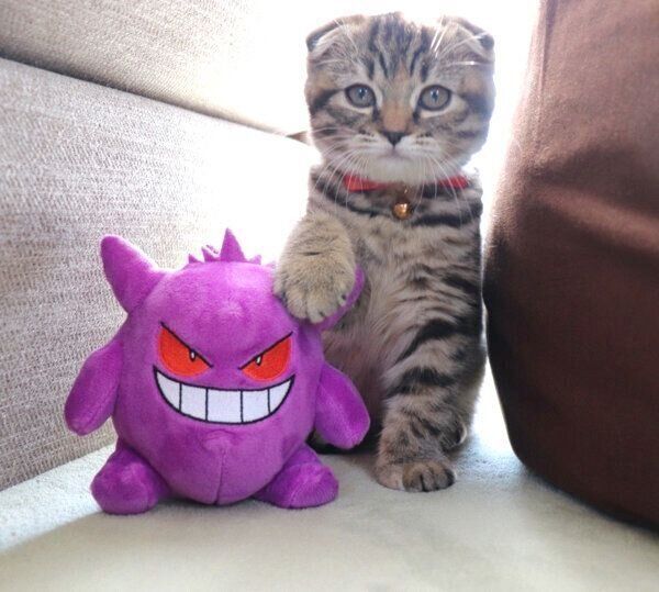 キリッとした表情を見せるまつたけちゃん