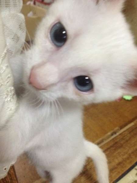 オリエンタルショートヘアーのフクくん